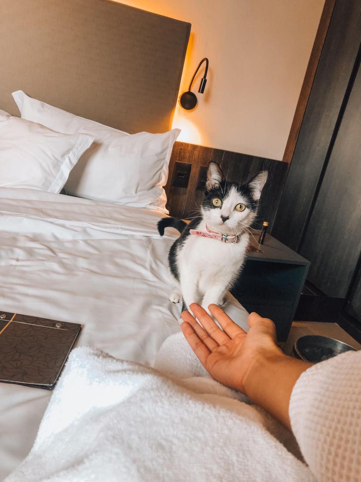 Royal Boutique Savassi Hotel Belo Horizonte Esterno foto A cat at the hotel